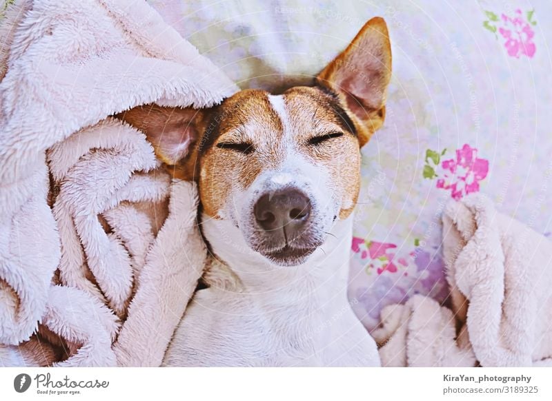 Schläfriger Hund liegt in Decke mit Augenmaske auf Bett ein