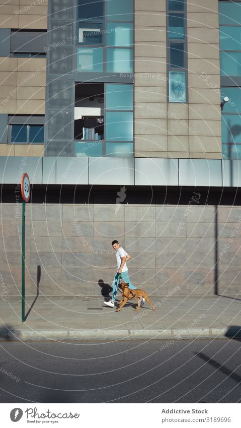Mann läuft und spielt mit seinem Hund Boxer in einem Park. Aktion Tier niedlich heimisch Freundschaft Freude lustig Gras Typ Glück Lifestyle Natur Außenaufnahme