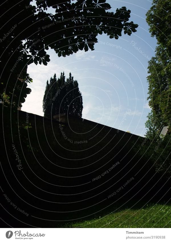 Einmal ein Turm sein! Baum Bäume dunkel grün Mauer Stein hoch Himmel blau Kontrast Menschenleer Farbfoto Schatten Gras