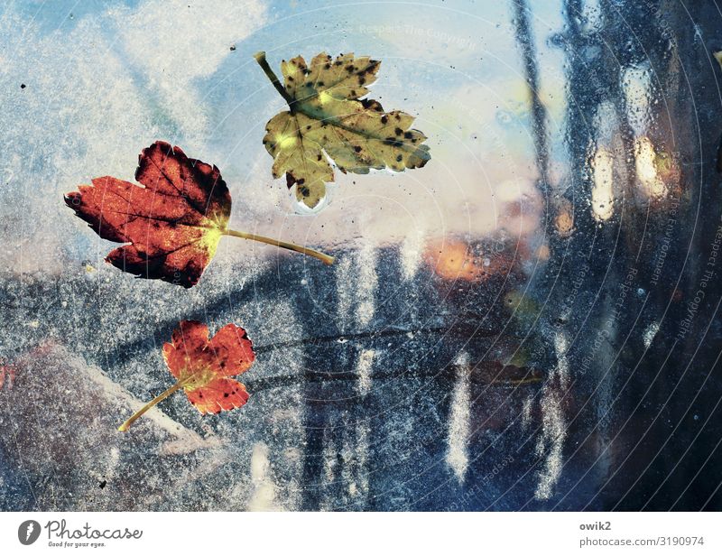 Ribis Wasser Himmel Herbst Sträucher Blatt Johannisbeerstrauch Glasscheibe klein nah nass unten Vergänglichkeit kleben anhaften Herbstlaub durchscheinend