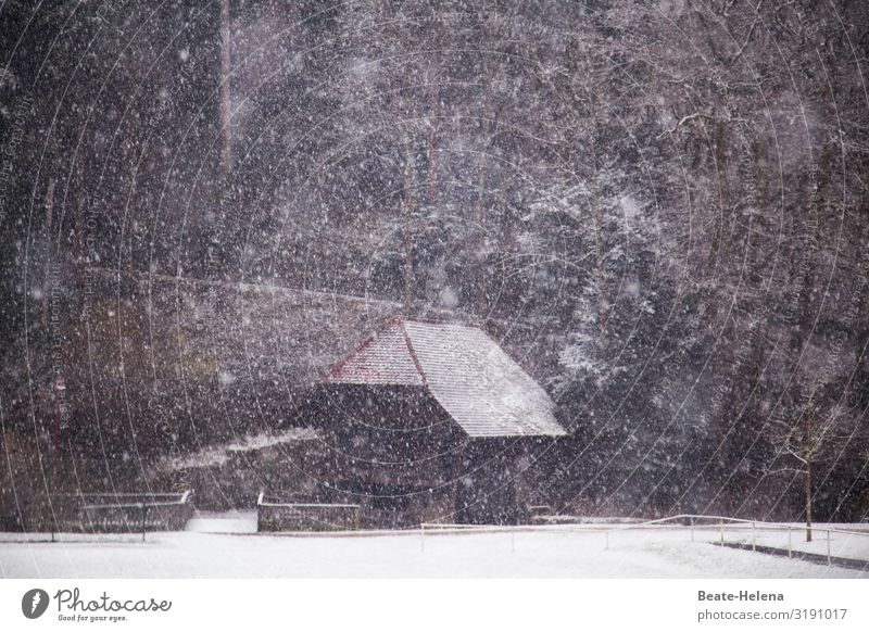 Im Schwarzwald hat's mal wieder geschneit 1 Landwirtschaft Forstwirtschaft Natur Landschaft Winter schlechtes Wetter Eis Frost Schnee Schneefall Wald