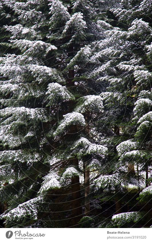 Im Schwarzwald hat's mal wieder geschneit 2 Gesundheit Landwirtschaft Forstwirtschaft Natur Winter Eis Frost Schnee Schneefall Baum Wald Tanne frieren hängen