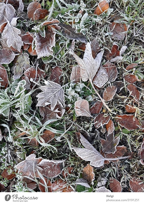 viele verschiedene Herbstblätter am Boden mit Raureif bedeckt Umwelt Natur Pflanze Eis Frost Gras Blatt Herbstlaub Wiese frieren liegen ästhetisch authentisch