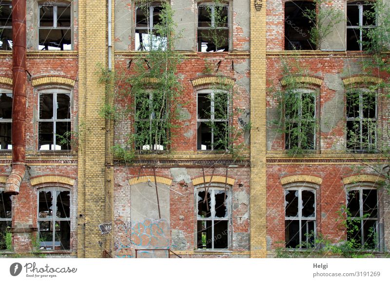 Fassade eines alten historischen Backsteingebäudes mit zerstörten Fenstern und grünem Bewuchs Umwelt Pflanze Baum Chemnitz Gebäude Mauer Wand authentisch