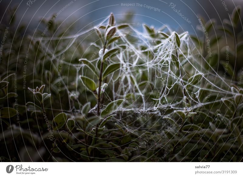 spider art Umwelt Natur Pflanze Wasser Wassertropfen Herbst Blatt Sträucher Liguster Tau Raureif Frost Garten Park außergewöhnlich Spinngewebe Kunstwerk