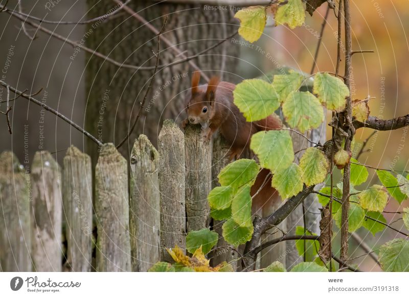 European brown squirrel Natur Tier Wildtier 1 kuschlig weich Eichhörnchen animal branch branches copy space cuddly cuddly soft cute european squirrel forest fur