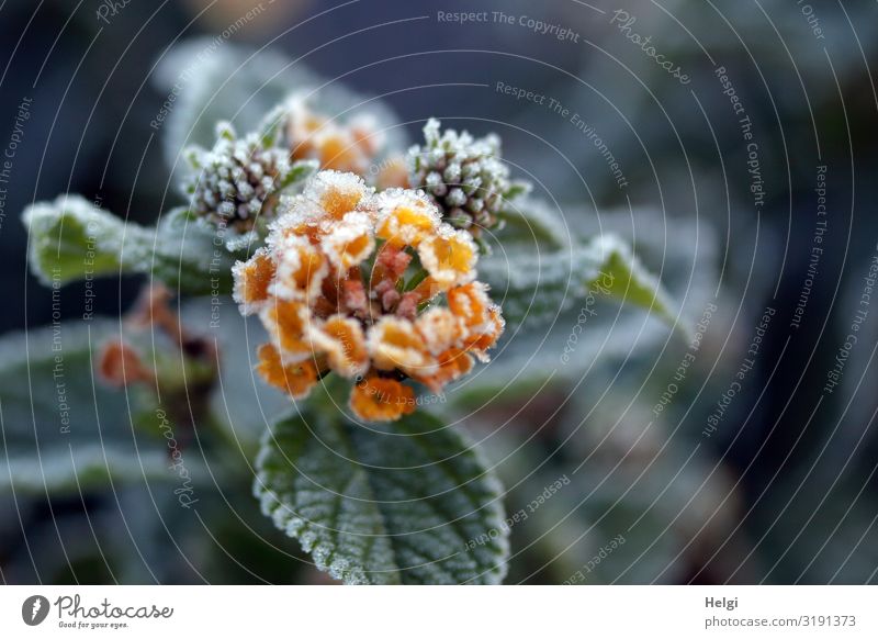 Blüte, Knospen und Blätter eines Wandelröschens mit Eiskristallen im Herbst Umwelt Natur Pflanze Frost Blume Blatt Park Blühend frieren Wachstum ästhetisch