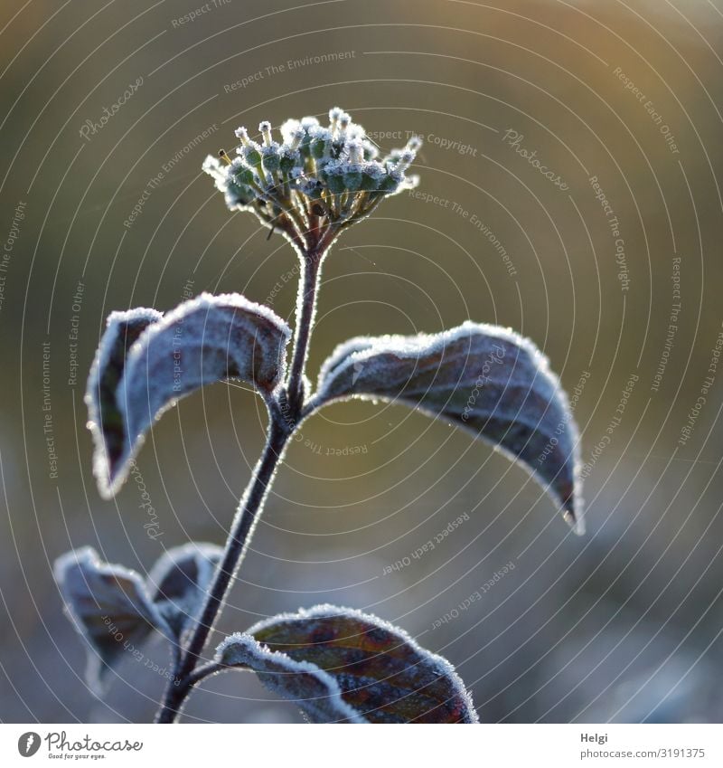 Raureif auf einer Pflanze mit Blättern und Blüte im Herbst Umwelt Natur Schönes Wetter Eis Frost Blatt Park Blühend frieren Wachstum ästhetisch authentisch