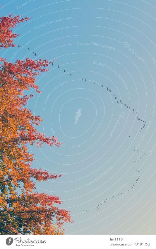 Kranichketten am blauen Himmel Baum mit Herbstfärbung Ausflug wandern Landschaft Pflanze Tier Sonnenlicht Schönes Wetter Feld Wald Vogel Tiergruppe Schwarm gelb