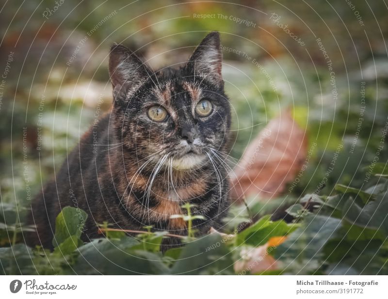Katze im Herbstlaub Natur Tier Schönes Wetter Blatt Haustier Tiergesicht Fell Kopf Gesicht Auge Ohr Nase Maul Schnurrhaar 1 beobachten glänzend Blick nah
