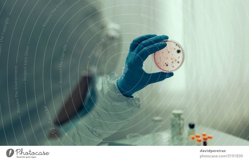 Wissenschaftler untersucht Virus in der Petrischale in einem Laboratorium Krankheit Mensch Frau Erwachsene Hand Anzug Handschuhe Sicherheit Schutz Laborschale