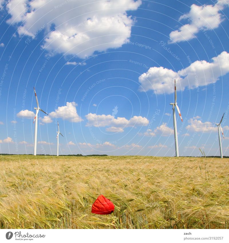 Mohnblüte Landwirtschaft Forstwirtschaft Energiewirtschaft Erneuerbare Energie Windkraftanlage Energiekrise Landschaft Himmel Wolken Schönes Wetter Pflanze