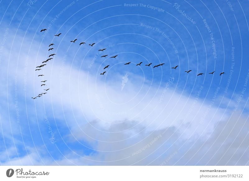 Zugvögel Tier Himmel Wolken Herbst Wildtier Vogel Schwarm fliegen Unendlichkeit blau schwarz Überleben Zugvogel Tiergruppe Vogelschwarm Vogelflug Farbfoto