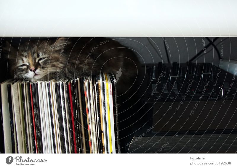 Des DJ's Katze Tier Haustier Tiergesicht Fell 1 Tierjunges klein nah natürlich feminin weich grau rot schwarz weiß Müdigkeit Schallplatte Plattenspieler
