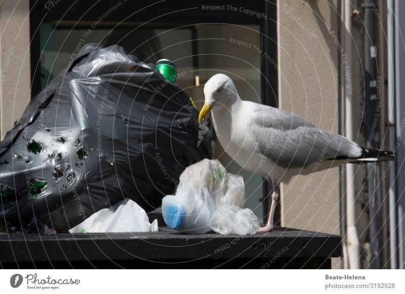 Müll in Plastiktüten Umwelt Schönes Wetter Stadt Stadtzentrum Straße Straßenrand Vogel Möwe Kunststoffverpackung bedrohlich dreckig Ekel gruselig trist