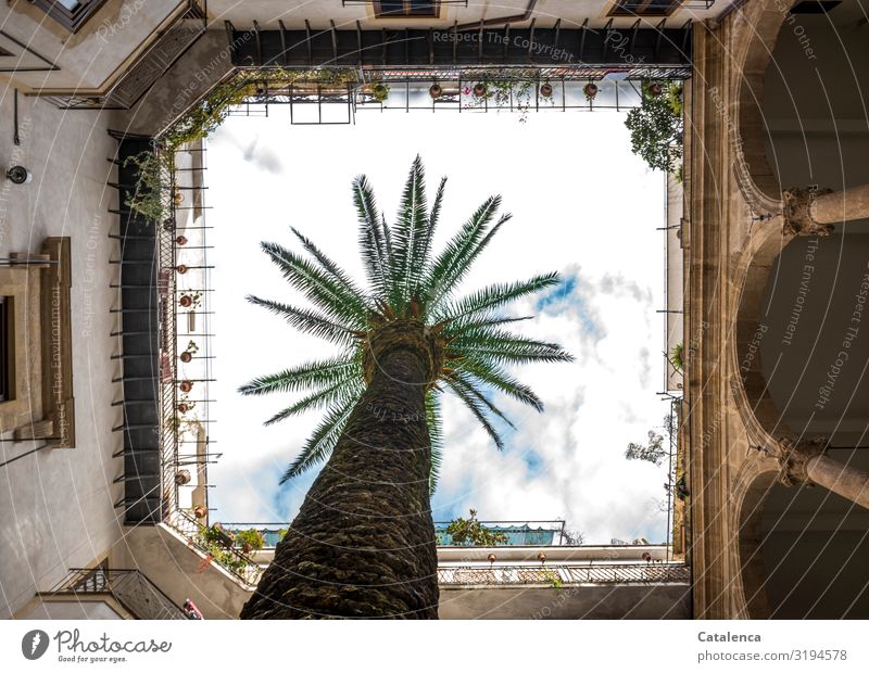 Eine Palme wächst im Hofeines Gebäudes Pflanze Himmel Wolken Palmenwedel Palermo Italien Sizilien Hauptstadt Altstadt Haus Mauer Wand Fassade Balkon Terrasse