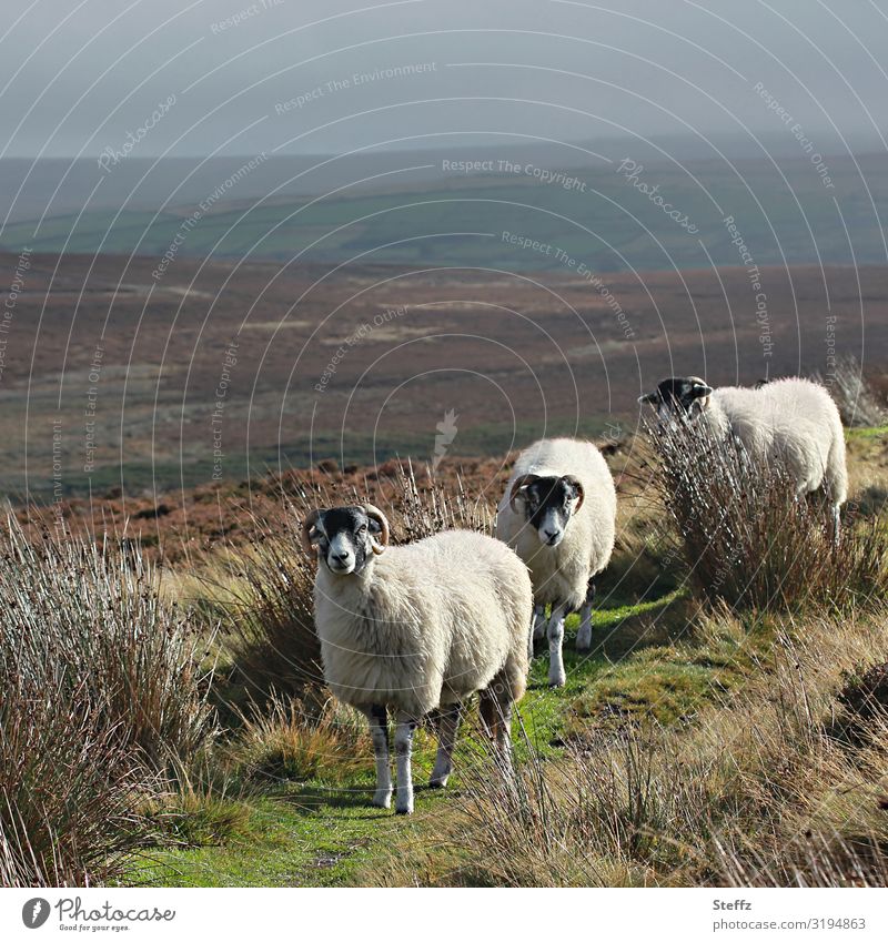 just watching Schafe Tiere Schafherde Nutztiere Tiergruppe Herde Hügel Wiese Landschaft Nordengland beobachten Interesse Blicke wachsam achtsam beobachtend