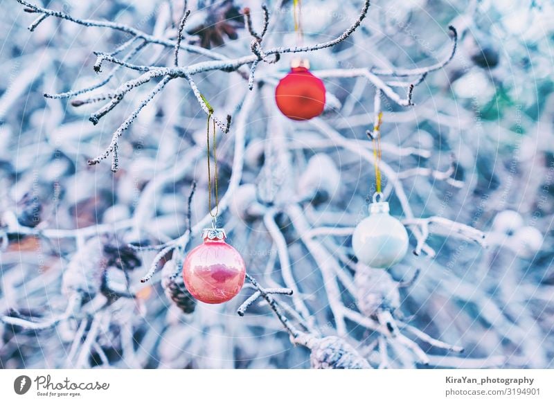 Weihnachtsrote Glaskugeln auf Baumzweigen Lifestyle elegant Winter Schnee Dekoration & Verzierung Tapete Feste & Feiern Weihnachten & Advent