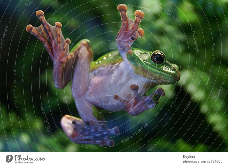 Cool Frosch Tier Wildtier Zoo 1 springen lustig grün Farbfoto Innenaufnahme Tierporträt Blick in die Kamera
