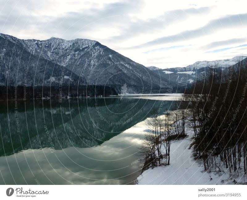 Winter am See... Natur Landschaft Wolken Baum Alpen Berge u. Gebirge Schneebedeckte Gipfel Sylvensteinspeicher kalt grün ruhig stagnierend Frost Bayern Erholung