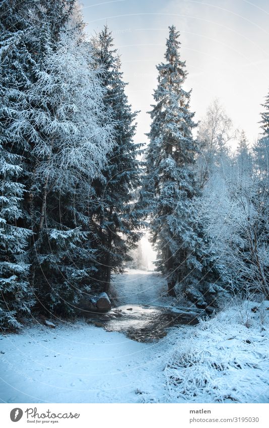 Furt Natur Landschaft Pflanze Himmel Wolken Winter Schönes Wetter Eis Frost Schnee Baum Wald Berge u. Gebirge Bach Menschenleer kalt blau braun weiß
