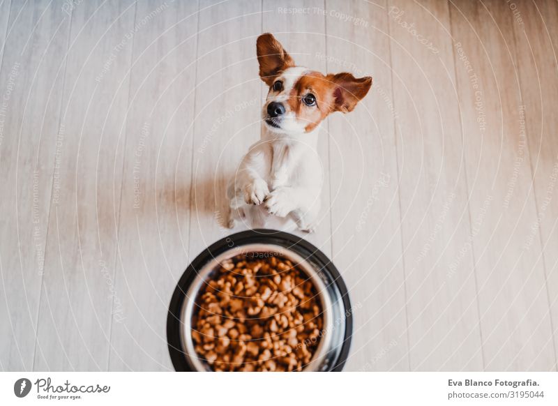 süßer kleiner Jack-Russell-Hund zu Hause, der darauf wartet, sein Futter in einer Schüssel zu fressen. Haustiere im Haus Lebensmittel Jack-Russell-Terrier