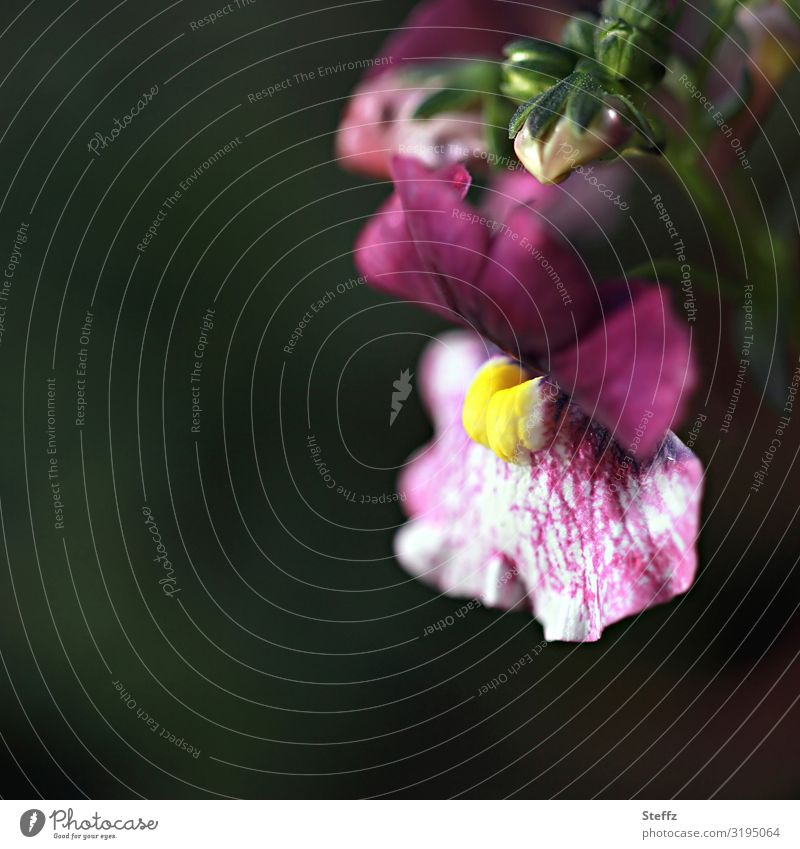 Löwenmäulchen Lowenmäuler Antirrhinum majus Gartenblume Langblüher Gartenpflanzen Blüte Blume Oktober Blütezeit langblühend Lichteinfall Licht und Schatten