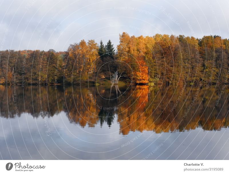 Brandenburger Herbst II Umwelt Natur Landschaft Pflanze Urelemente Wasser Himmel Schönes Wetter Baum Seeufer Liepnitzsee leuchten ästhetisch Freundlichkeit