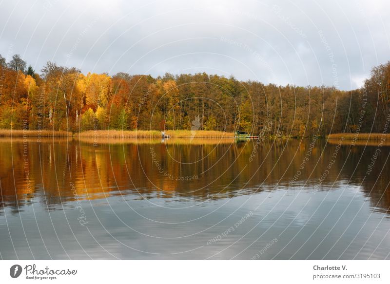 Brandenburger Herbst I Umwelt Natur Landschaft Urelemente Wasser Schönes Wetter Baum Seeufer Liepnitzsee glänzend leuchten Flüssigkeit Freundlichkeit schön
