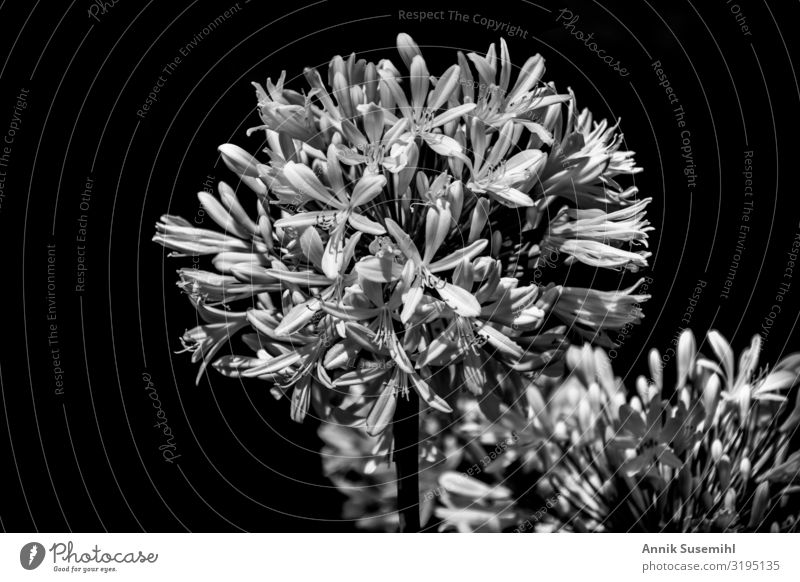weiße Blumen mit geöffneten Knospen vor schwarzem Hintergrund Hochzeit Trauerfeier Beerdigung Natur Pflanze Sträucher Blüte Garten Park Kraft Traurigkeit