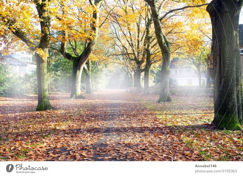 Straße durch den Herbstwald mit hohen Bäumen, schön Ferien & Urlaub & Reisen Umwelt Natur Landschaft Pflanze Nebel Baum Gras Blatt Park Wald Wege & Pfade hell