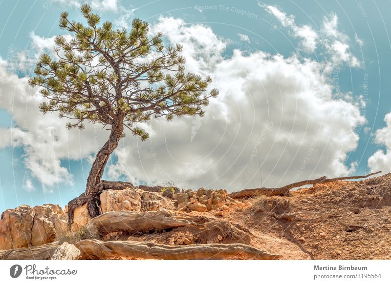 Überlebender - Einzelbaum, der sich an Felsen im Bryce Canyon, Utah, klammert. Ferien & Urlaub & Reisen Umwelt Natur Landschaft Pflanze Sand Himmel Baum Park