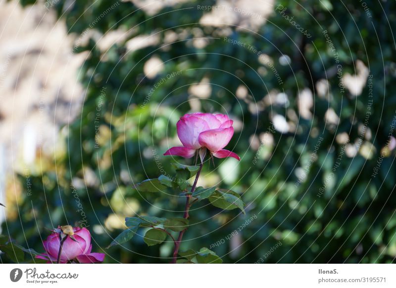 Rosen Ferien & Urlaub & Reisen Berge u. Gebirge wandern Natur Landschaft Pflanze Tier Blume Blatt Blüte Garten Blühend Duft schön grün rosa Umwelt Farbfoto