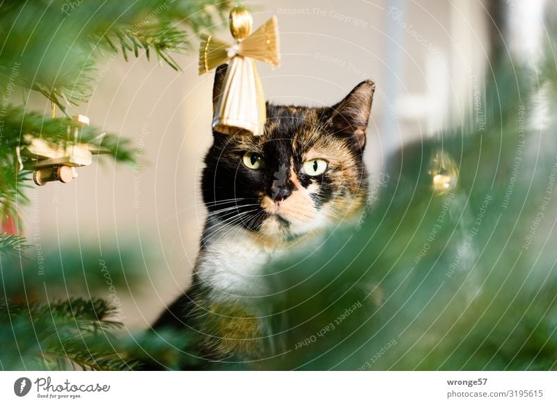 Susi die Weihnachtskatze Weihnachten & Advent Tier Haustier Katze 1 Engel Blick warten braun mehrfarbig gold grün Tierliebe Weihnachtsbaum Baumschmuck