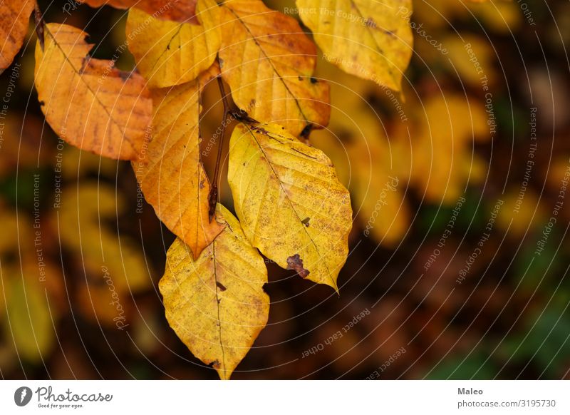 Gelbe Herbstbläter Hintergrundbild schön Botanik hell braun Farbe mehrfarbig Pflanze Blatt Wald gold Natur November Oktober Park Saison Jahreszeiten Sonnenlicht