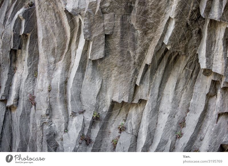 Basaltsäulen Stein Felsen Felsformation Wand Natur Kante Pflanzen grau