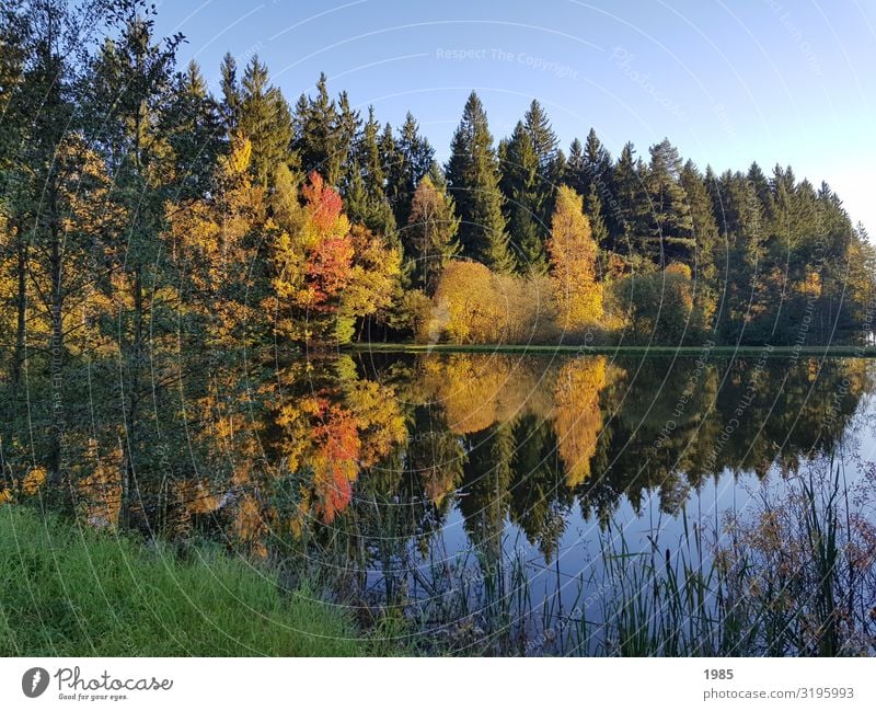Seespiegelung Natur Landschaft Pflanze Wasser Wolkenloser Himmel Herbst Schönes Wetter Baum Gras Sträucher Wald Seeufer Unendlichkeit Zufriedenheit Begeisterung