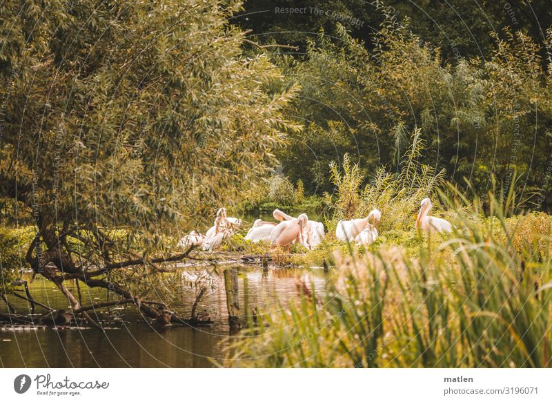 Pelikaninsel Natur Landschaft Pflanze Tier Baum Gras Sträucher Seeufer Wildtier Vogel Schwarm Zusammensein natürlich braun grün rosa Reinigen Farbfoto