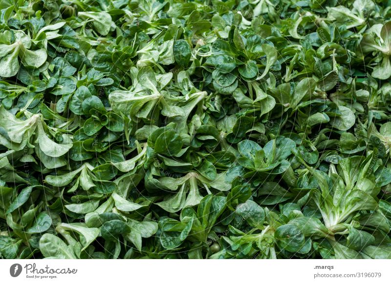 Feldsalat Lebensmittel Salat Salatbeilage Ernährung Bioprodukte Vegetarische Ernährung Wochenmarkt frisch Gesundheit viele Farbfoto Außenaufnahme Nahaufnahme