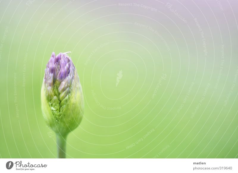 Lauchcreme Pflanze Frühling Blüte blau grün violett aufplatzen erblühen Zierlauch Farbfoto Außenaufnahme Menschenleer
