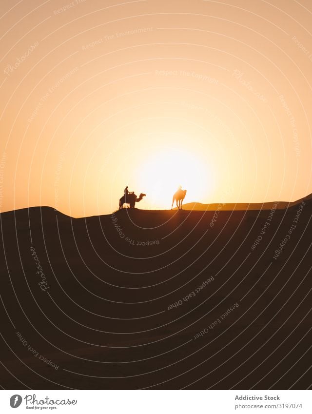 Silhouette von Reisenden auf Kamelen bei Sonnenuntergang Wüste Karavane Düne Marokko Ferien & Urlaub & Reisen Sand Ausflug Natur heizen minimalistisch Horizont