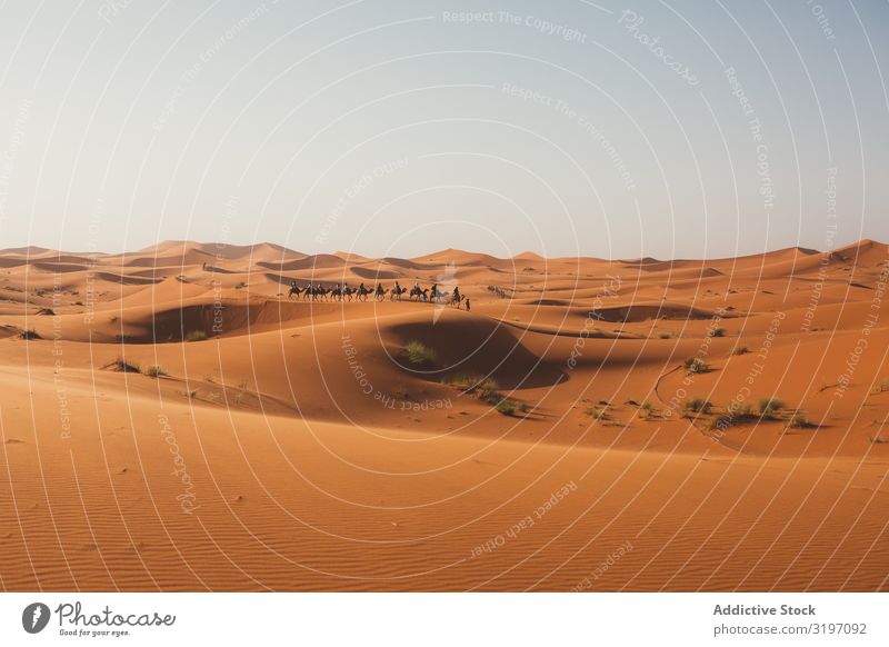 Silhouette von Reisenden auf Kamelen bei Sonnenuntergang Wüste Karavane Düne Marokko Ferien & Urlaub & Reisen Sand Ausflug Natur heizen minimalistisch Horizont