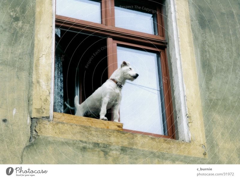who let the dog out? Hund Fenster Haus weiß Halsband Wand Hundehalsband