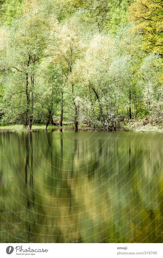 aquarell Umwelt Natur Landschaft Frühling Baum Wald Seeufer Teich natürlich grün Reflexion & Spiegelung Farbfoto Außenaufnahme Strukturen & Formen Menschenleer