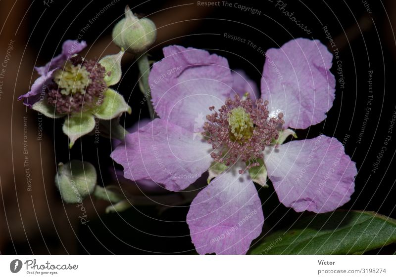 Blume und Knospen der Ulmenblättrigen Brombeere (Rubus ulmifolius). Integrales Naturreservat von Mencáfete. Frontera. El Hierro. Kanarische Inseln. Spanien.
