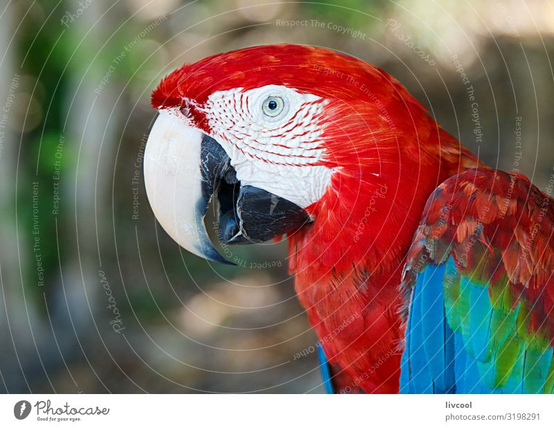 macaw II, cayo saetia - kuba Freiheit Insel Pflanze Tier Baum Platz Haustier Vogel 1 authentisch außergewöhnlich frei Freundlichkeit einzigartig Originalität