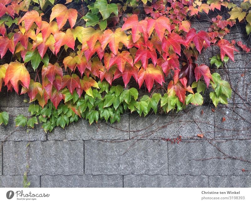 Herbstlich verfärbter wilder Wein an einer Mauer Natur Pflanze Blatt Grünpflanze Wilder Wein Wand nah natürlich schön mehrfarbig gelb grau grün orange rot