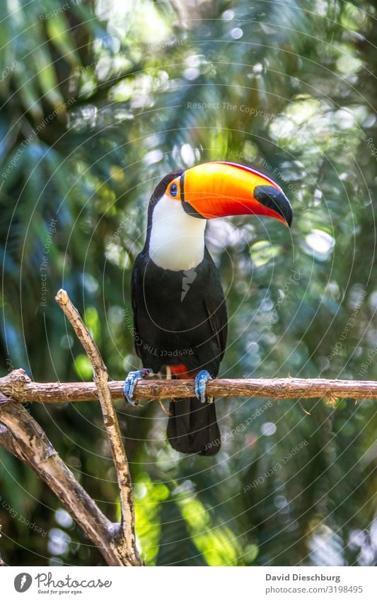 Riesentukan Ferien & Urlaub & Reisen Tourismus Ausflug Expedition Natur Landschaft Schönes Wetter Urwald Wildtier Vogel 1 Tier exotisch Umweltschutz Brasilien