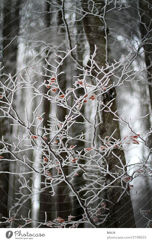 Wintergeflecht Umwelt Natur Klima Klimawandel schlechtes Wetter Eis Frost Schnee Pflanze Baum Wald kalt Traurigkeit Sorge Trauer Tod Müdigkeit Schmerz