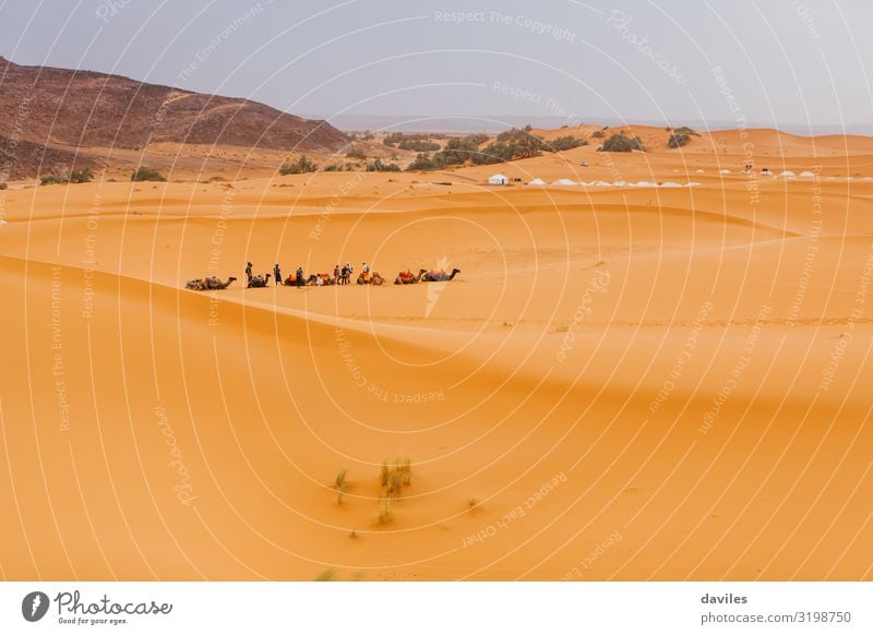 Karawane von Kamelen, die in Merzouga, Marokko, sitzen und darauf warten, eine Wüstentour für Touristen zu machen. Abenteuer Afrika Afrikanisch Tier arabisch